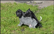 wye niemiecki, spinone italiano