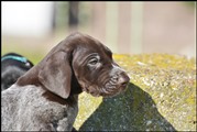 wye niemiecki, spinone italiano