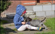 wye niemiecki, spinone italiano