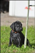 wye niemiecki, spinone italiano