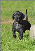wye niemiecki, spinone italiano