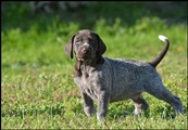 wye niemiecki, spinone italiano
