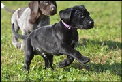 wye niemiecki, spinone italiano