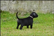 wye niemiecki, spinone italiano