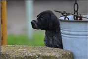 wye niemiecki, spinone italiano