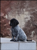 wye niemiecki, spinone italiano