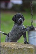 wye niemiecki, spinone italiano