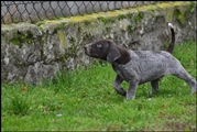 wye niemiecki, spinone italiano