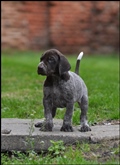 wye niemiecki, spinone italiano