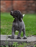wye niemiecki, spinone italiano