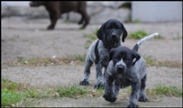 wye niemiecki, spinone italiano