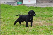 wye niemiecki, spinone italiano