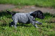 wye niemiecki, spinone italiano