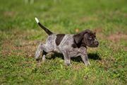 wye niemiecki, spinone italiano