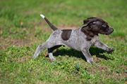 wye niemiecki, spinone italiano