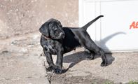 wye niemiecki, spinone italiano