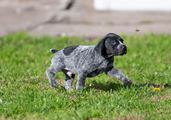 wye niemiecki, spinone italiano