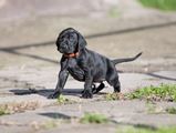 wye niemiecki, spinone italiano