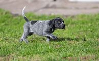 wye niemiecki, spinone italiano