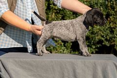 wye niemiecki, spinone italiano