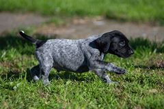 wye niemiecki, spinone italiano