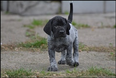 wye niemiecki, spinone italiano