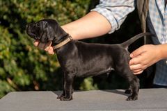 wye niemiecki, spinone italiano