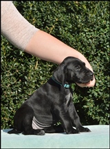 wye niemiecki, spinone italiano