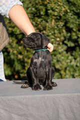 wye niemiecki, spinone italiano