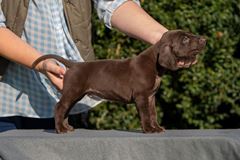 wye niemiecki, spinone italiano