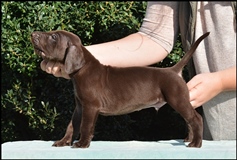 wye niemiecki, spinone italiano