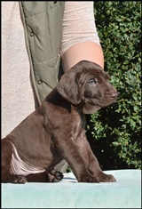 wye niemiecki, spinone italiano