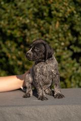 wye niemiecki, spinone italiano
