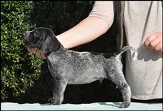 wye niemiecki, spinone italiano