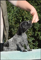 wye niemiecki, spinone italiano
