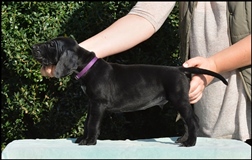 wye niemiecki, spinone italiano