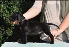 wye niemiecki, spinone italiano