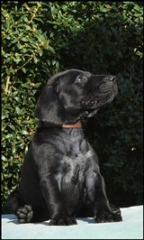 wye niemiecki, spinone italiano