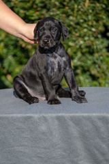 wye niemiecki, spinone italiano