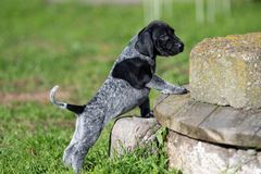 wye niemiecki, spinone italiano
