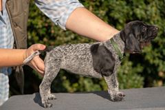 wye niemiecki, spinone italiano