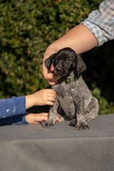 wye niemiecki, spinone italiano