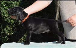 wye niemiecki, spinone italiano