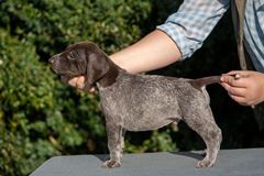 wye niemiecki, spinone italiano