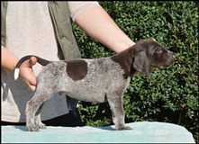 wye niemiecki, spinone italiano