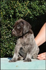 wye niemiecki, spinone italiano