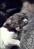 wye niemiecki, spinone italiano