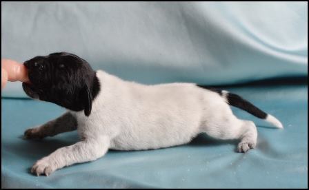 wye niemiecki, spinone italiano