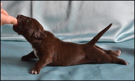 wye niemiecki, spinone italiano
