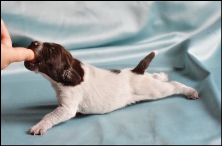 wye niemiecki, spinone italiano